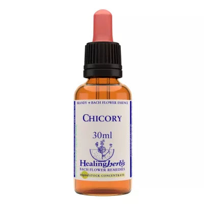 Healing Herbs Chicory image 2