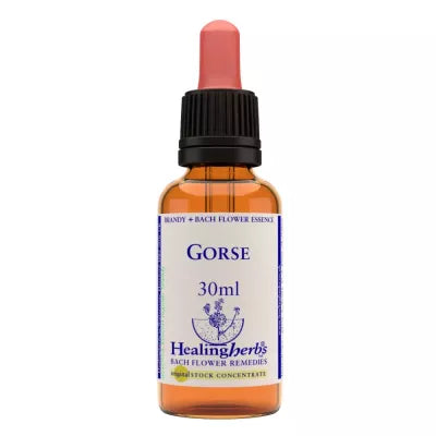 Healing Herbs Gorse image 2