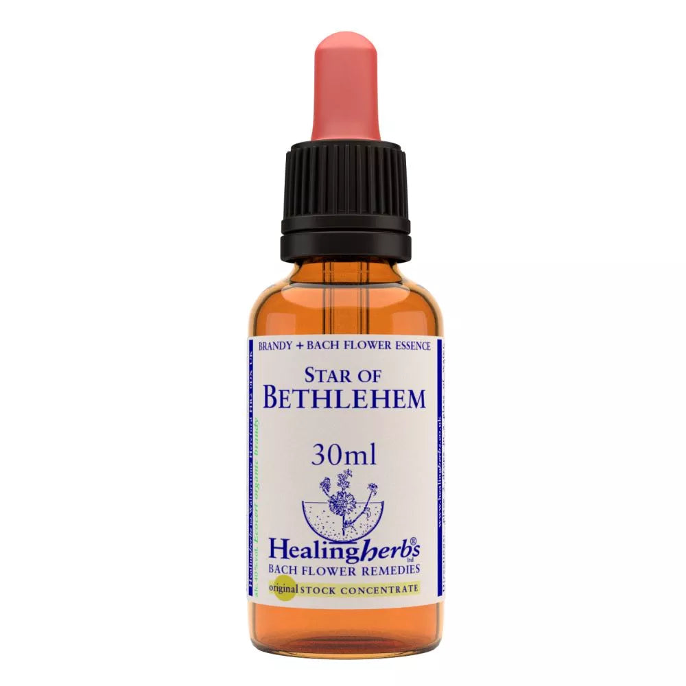 Healing Herbs Star Of Bethlehem image 2