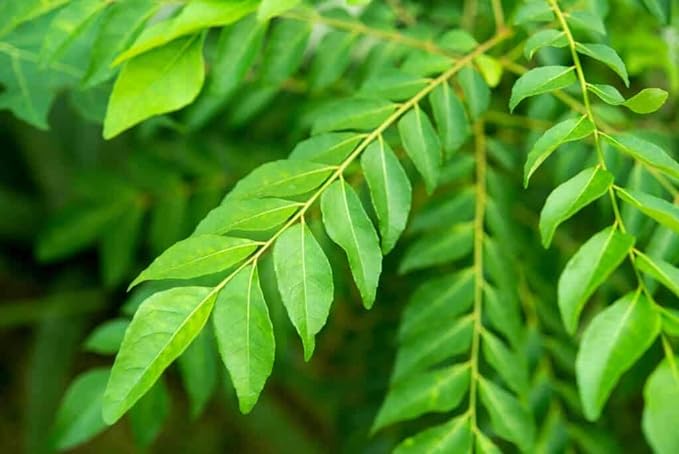 3V Products Curry leaves Powder - 250 gms image 2