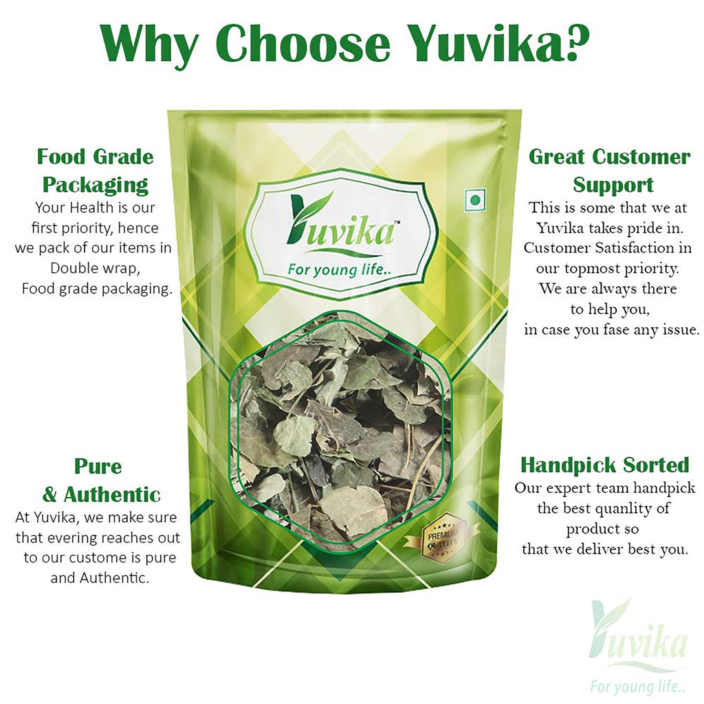 Yuvika Moringa Leaves - Moringa oleifera - Sohjana Patti image 3