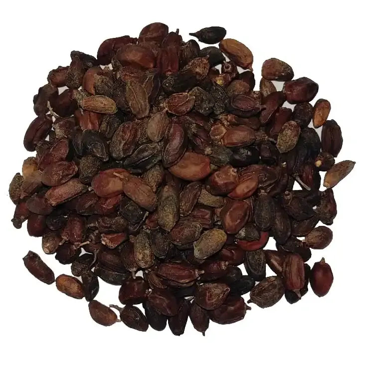 Yuvika Neem Niboli - Azadirachta Indica Seeds - Neem Seeds image 3